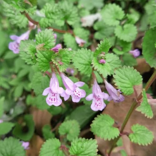 semi di edera terrestre - rari esotiche balcone giardino resistenti perenni 200pcs