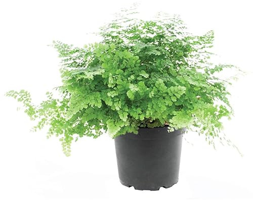 Adiantum Natural o Cabello de Venus la Planta que Renueva y Refresca tu Hogar
