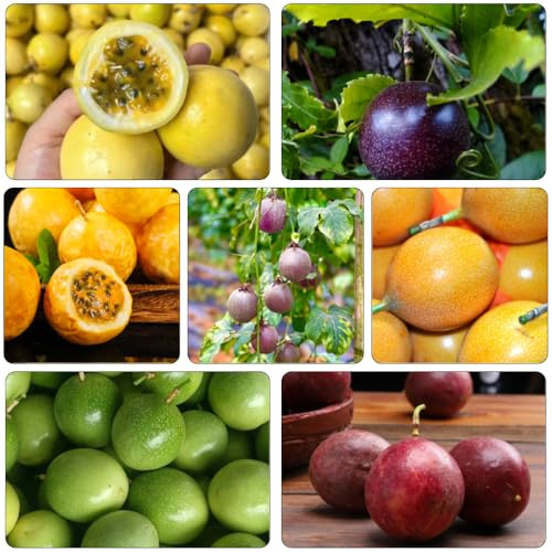 maracuyá di interni esotici acquistare balcone serro colonnario granadilla semi biologici nano semi di 50pcs