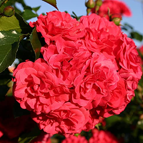 Rose Gärtnerfreude® - Bodendeckerrose himbeerrote Blüten - Kleinstrauchrose Pflanze Winterhart Halbschattig Mehltau-Resistent von Garten Schlüter - Pflanzen in Top Qualität