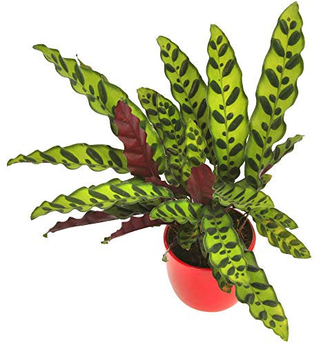 Calathea Insignis Korbmarante Tropische Zimmmerpflanze 40-50 cm im Topf