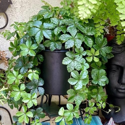 Semi di vite selvatica - Perenni resistenti organico per luoghi soleggiati esotico decorazioni da giardino per esterni gli amanti del giardino rampicanti resistenti 250pcs