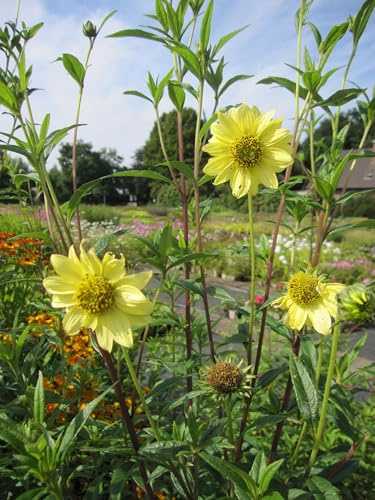 Riesen-Sonnenblume Sheila's Sunshine - Helianthus giganteus - Bienenweide - Spätblüher