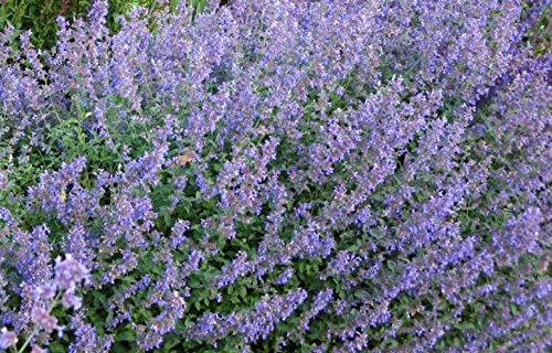 Nepeta Faassenii Six Hills Giant Catmint Perennial Supersize XLPlug Plants Pack x3