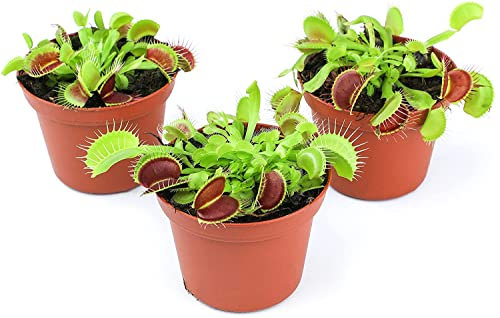 DECOALIVE Plantas Carnívoras Venus Atrapamoscas Set de 3 Unidades de Plantas Naturales