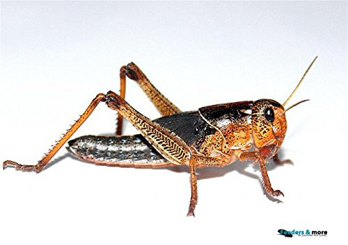 Feeders & More - Heuschrecken - Wanderheuschrecken MITTEL - 100 Stück - Lebendfutter Insekten Wanderheuschrecken - Futter für Reptilien, Bartagamen und Amphibien - Futterinsekten & Haustierfutter