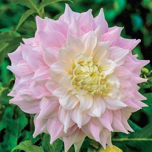 Swansgreen Light Yellow : 100Pcs Dinner Plate Rainbow Dahlia Seeds, Chinese Peony Bonsai Flower Seeds,22 Colors to Choose, for Home Garden Plantting