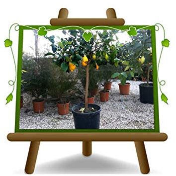 Limón cítrico - Citrus Limon - Planta de fruta en maceta 36 - árbol max 160 cm - cultivo Italia