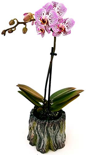 POWERS TO FLOWERS - ORCHIDEA PHALAENOPSIS STRIATA IN VASO CERAMICA TRONCO D'ALBERO, Pianta Vera