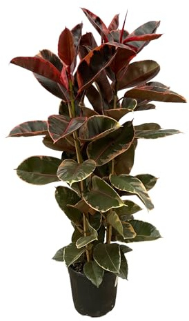 Trendyplants Ficus Elastica Belize - Árbol de caucho (altura: 160-180 cm, diámetro de la maceta, 29 cm)