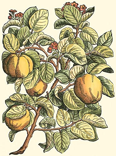 Quince Tree Branch Poster Print - Monceau Duhamel du (18 x 24)