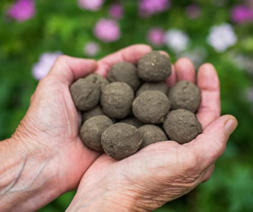 50 Seedballs unverpackt für eine nektarreiche Bienenweide
