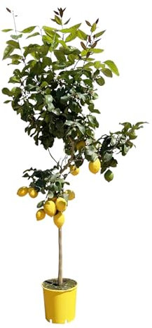 Trendyplants – Limonero – Planta de jardín – Altura 170 – 190 cm – Tamaño de maceta Ø 24 cm – Citrus Lemon