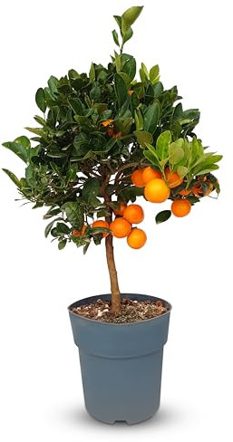 Sunny Tree - Orangenbaum - Citrus Calamondin - 90 Zentimeter - 3-jähriger Orangenbaum - Sonnige Standorte - Fruchtbildend - Obstbaum