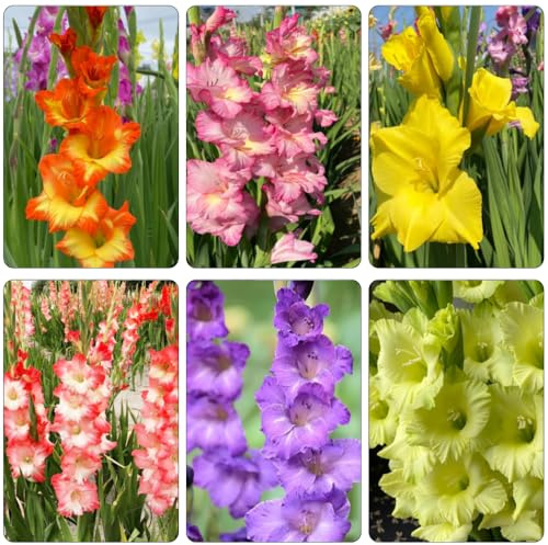 gladioli riverdimento tetti giardino in resistenti Bulbi perenni e resistenti all'inverno balcone serra primavera 25pcs