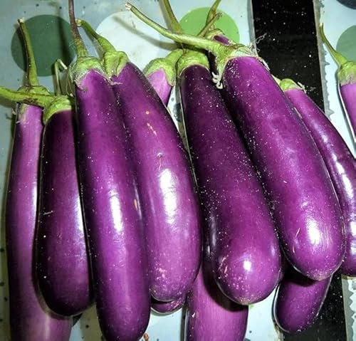 Generic Long Purple Indian Eggplant Seeds (50 Seeds), Non-GMO, Organic Vegetable Seeds