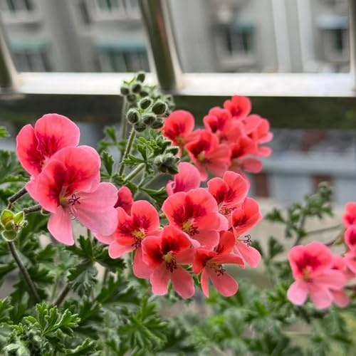 semi di geranio, organico da balcone per giardinieri serre da balcone semi di come bomboniera per luoghi soleggiati arredamento del soggiorno copertura del 150pcs