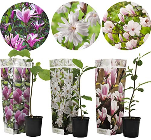 Plant in a Box - Magnolie pflanzen - 3er Mix - Susan, soulangeana, stellata - Magnolie Winterhart - Lila, Rosa, Weiß - Topf 9cm - Höhe 25-40cm