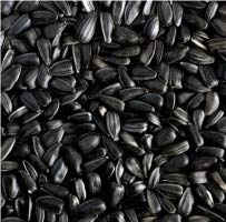 Classic Sonnenblumenkerne schwarz 20kg