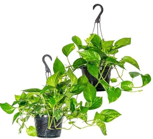 Duo Pothos Colgador | DECOALIVE | Set de 2 Plantas Colgantes de Interior con Colgador | Epipremnum