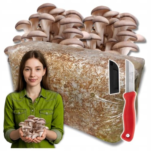 Austernpilz Zuchtset 15 kg – Frischer Pilz-Balot mit Myzel für Zuhause – Schnell wachsendes Pilzsubstrat aus Stroh mit Anleitung & Zubehör – Einfacher Pilzanbau zum Selberzüchten + Gratis