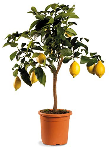 Agrumi pianta vera ALBERO DI LIMONE SIRACUSANO - CITRUS LIMON -Ø 20 CM - H 80 CM