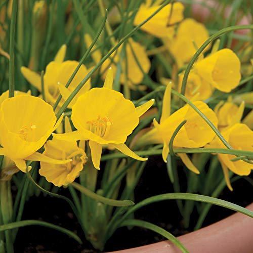 Daffodil Narcissus Golden Bells Garden Plant Hardy Spring Bulb Flowering Garden Plants Easy to Grow Your Own 20x Bulbs by Thompson and Morgan