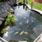 YouGarden - Blooming Fast Pond Clear Pro - Pond Treatment up to 10,000 Litres, Natural Ingredients, Clear Algae, Blanket Weed & Green Water