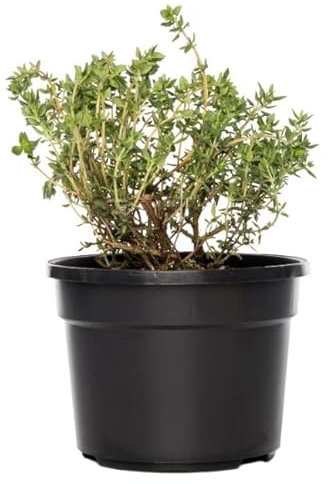 Thymus Vulgaris - Tomillo - Natural Planta aromatizante de Uso Culinario