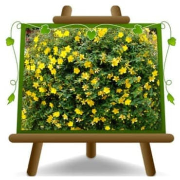 Hypericus Patalus Hidcote Plantes couvre-sol Arbre fruitier Hauteur: 25-30 cm Pot: 18 cm