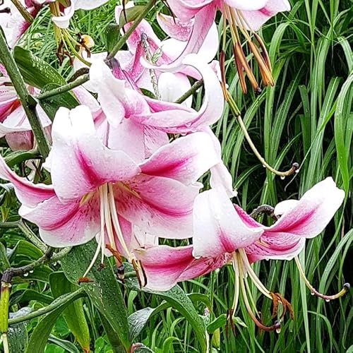 Lilienzwiebeln Baumlilie Riesenlilien Lilium Zwiebeln Onion Knollen Winterhart Frische mehrjährig duftenden Prachtblüten (Anastasia)