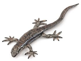 Papo - Pintado a Mano - Figuras de Animales - Lagarto común - 50300 - Vida Silvestre - Coleccionable - para niños - Adecuado para niños y niñas - A Partir de 3 años