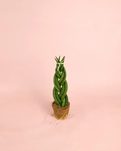 PUR PLANT Sansevieria Trenzada M | Planta Natural de Interior Elegante | Lengua de Suegra Decorativa | Maceta Ø9 cm