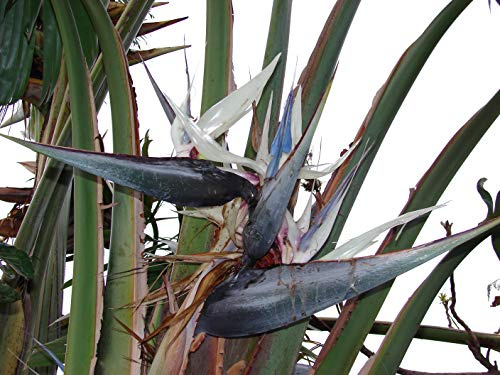Strelitzia Nicolai Bunte Paradiesvogelblume 10 Samen ***Bird of Paradise***