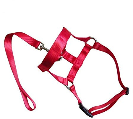 HABADOG Nylon Dogs Head Collar Dog Training Halter Blue Red Black Colors S M L XL XXL Sizes (Color : Red, Size : L)