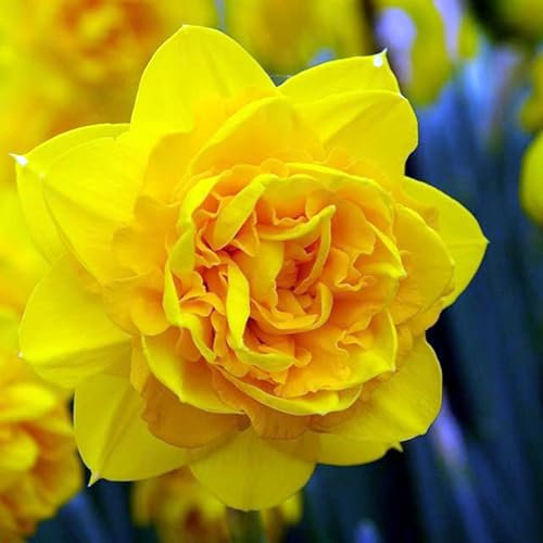 Perennial, Brilliant Narcissus/Daffodil Bulbs,for Stunning Garden Displays-2 Bulbs-E
