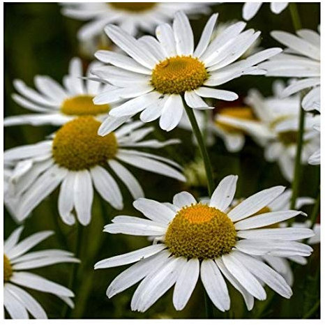 Ox-Eye Daisy/Marguerite/Leucanthemum vulgare/British Wildflower / 1g (Approx 2200) Seeds