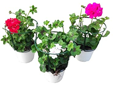 DECOALIVE Gitanillas Pack de 3 Plantas Naturales con Flor Pelargonium Peltatum