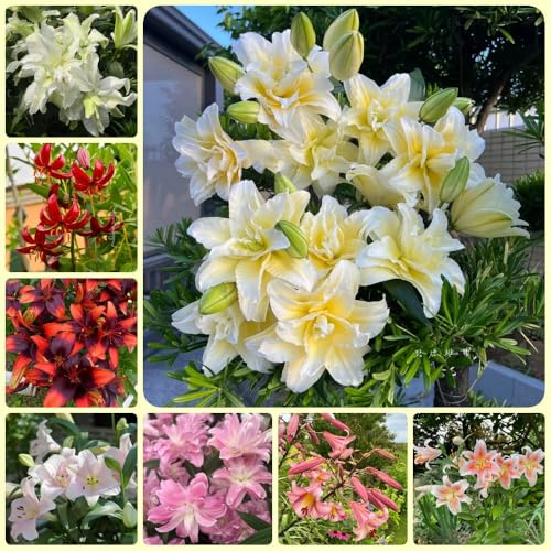 Lilien, geschenke für gartenfreunde blumenzwiebeln winterhart gartenpflanzen blumenzwiebel 9Zwiebeln
