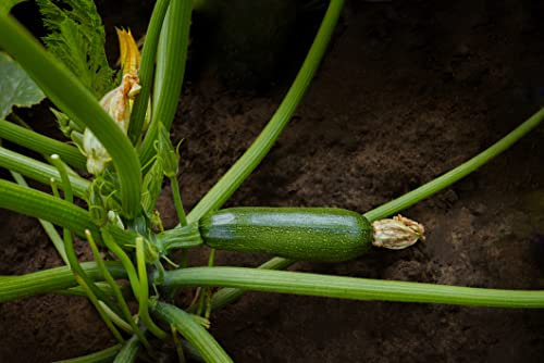 Just Seed - Vegetable - Courgette - Green Bush - 50 Seeds