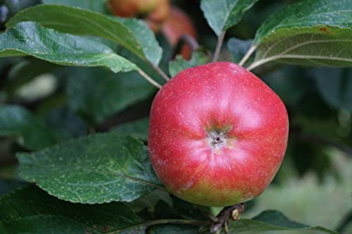 Apfelbaum Danziger Kantapfel 120-160cm - feinwürzig und locker