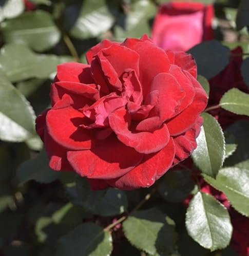 Edelrose Miss Schweiz 30-60cm - lebende Gartenpflanze aus den Baumschulen
