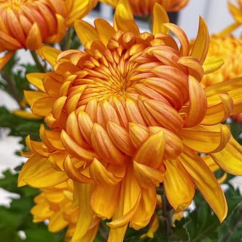 chrysanthemen kräutersamen büropflanzen blumenwiese herbstaussaat mehrjährig extrem winterharte kübelpflanzen herbstpflanzen winterhart blühend wildkräuter exotische zimmerpflanzen 800samen