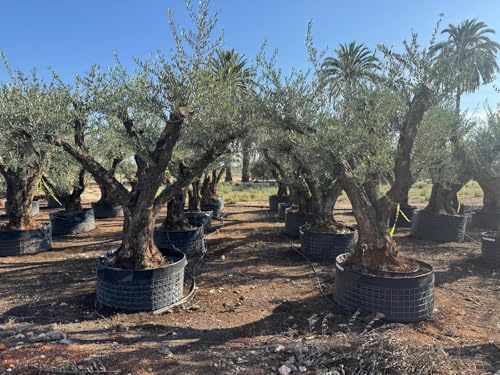 Sunny Tree - Olea Europaea Lechin Olivenbaum Pompon – 80 Jahre alt – 240 cm hoch – Stammumfang 80/100 cm – Premium Qualität – Winterhart – Mediterraner Gartenbaum