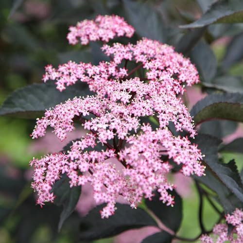Plant Theory Porphyrophylla Gerda Black Elder Sambucus Nigra Shrub Plant 2L Pot