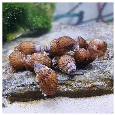 10 x Genoppte Turmdeckelschnecke Tarebia granifera, Bodengrund-Cleaningcrew | pflegeleichte, robuste Helfer, Aquariumschnecke, Restevertilger, gegen Fäulnisstellen im Bodengrund, eigene Nachzucht