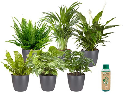 vdvelde.com - Ecoworld Grüne Zimmerpflanzen Echt - 6er Set Pflegeleicht und Luftreinigende Grünpflanzen - Wenig Licht Benötigt - Mit übertopf und Zimmerpflanzen Dünger - Topf Ø12 / Höhe 40 cm