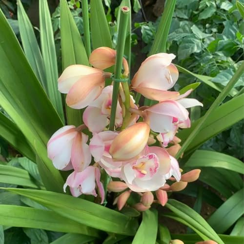 Cymbidium Orchid,Orchidea del cymbidium,Ambiente paesaggistico,perenni,Decorazione del giardino,Cymbidium Orchid vera(non fiori artificiali)-3pezzo-N