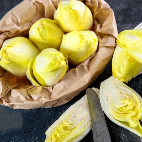chicoree, gemüsesamen balkon radicchio winterhart, gewächshaus balkon, balkonsamen winterhart alte gemüsesorten gartenkräuter anzucht 300samen