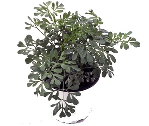 DECOALIVE Ruda Macho Planta Natural de Interior y Exterior